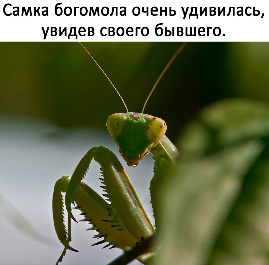 Самка бОГОМОЛЭ ОЧЕНЬ УДИВИЛЭСЬ увидев СВОЕГО бЫВШЕГО