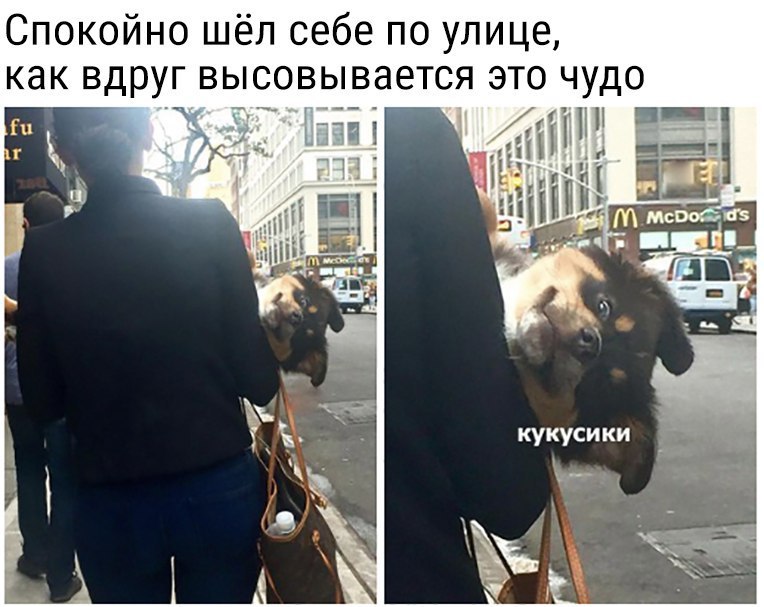 Спокойно шёл себе по улице как вдруг высовыоается это чудо