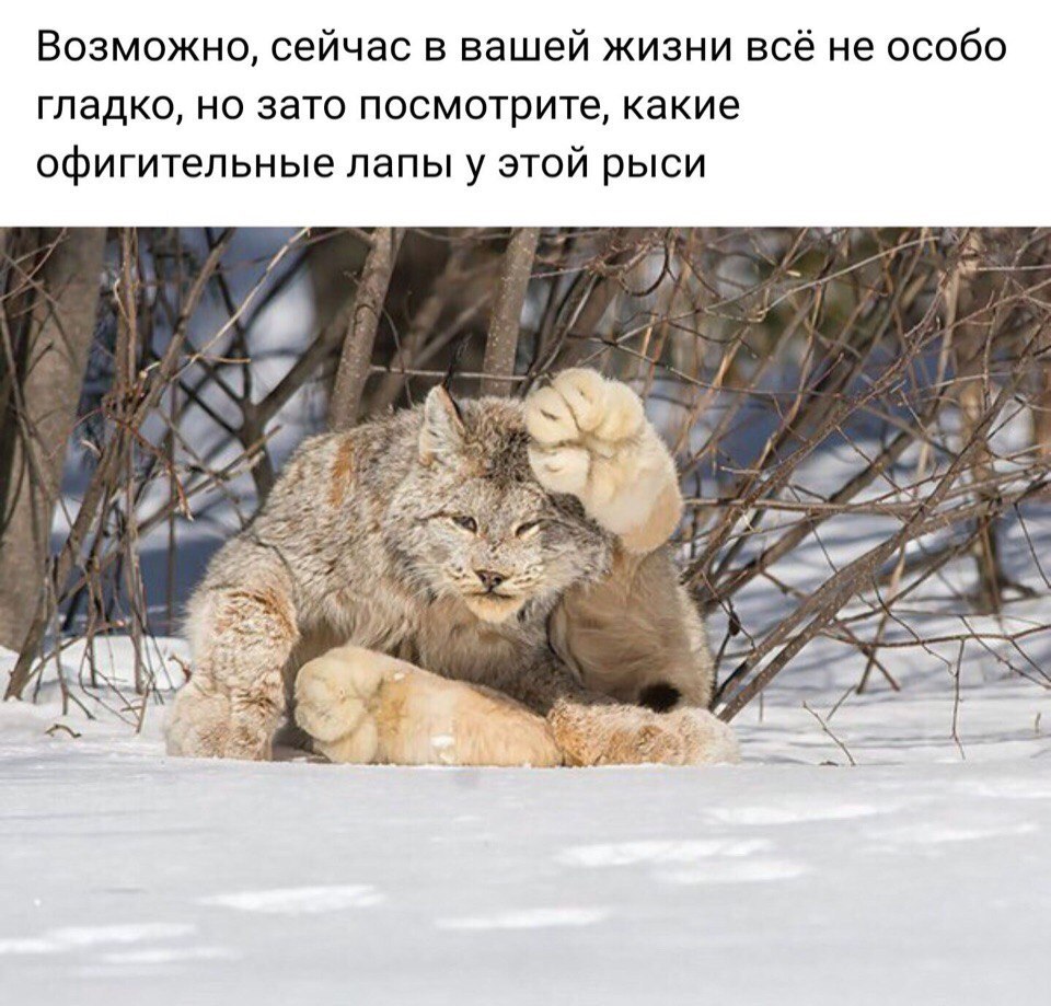 Возможно сейчас в вашей жизни всё не особо гладко но зато посмотрите какие офигительные лапы у этой рыси