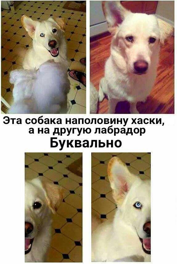 Эта собака анполовину хаски а на другую лабрадор Буквально