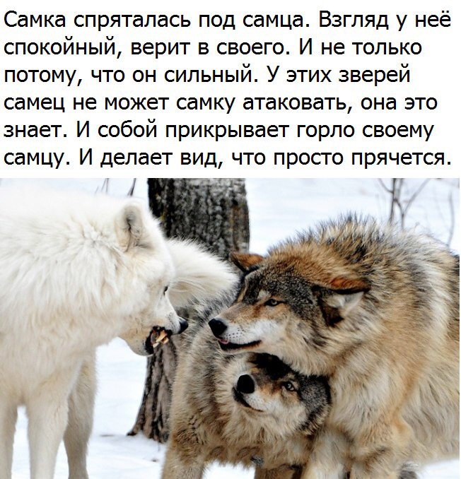 Самка спряталась под самца Взгляд у неё спокойный верит в своего И не только потому что он сильный У этих зверей самец не может самку атаковать она это знает И собой прикрывает горло своему самцу И делает вид что просго прячется _ Ъ
