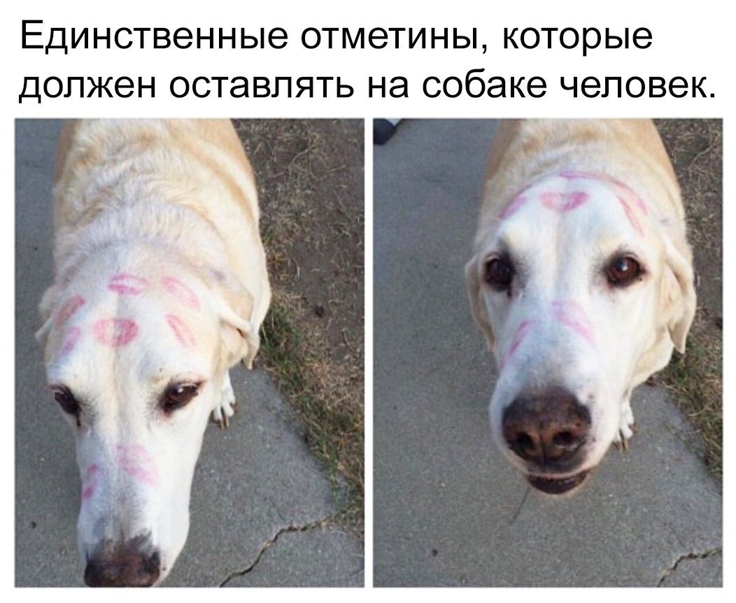 ЕДИНСТВЭННЫе ОТМЭТИНЫ которые ДОЛЖЭН ОСТЭВЛЯТЬ НЭ собаке человек