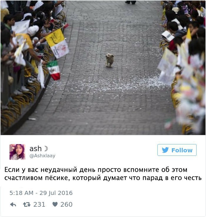 Если у вас неудачный день просто вспомните об этом счастливом пёсике который думает что парад в его честь 518 АМ _ 29 2016 13 231 260