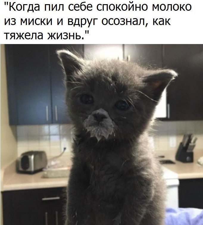 Когда пил себе спокойно молоко из миски и вдруг осознал как тяжела жизнь