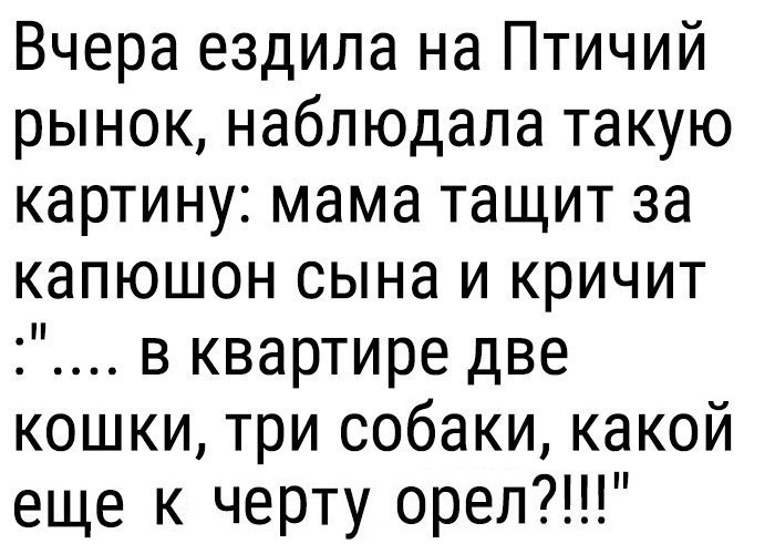 Вчера ездила на Птичий рынок наблюдала такую картину мама тащит за капюшон сына и кричит в квартире две кошки три собаки какой еще к черту орел
