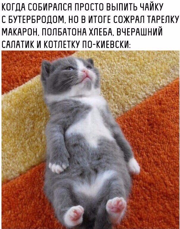 КОГДА СОБИРАПЕН ПРОЕТО ВЫПИТЬ ЧАЙКУ Е БУТЕРБРОДОМ НО В ИТОГЕ ЕОЖРАП ТАРЕПКУ МАКАРОН ПОПБАТОНА ХПЕБА ВЧЕРАШНИЙ ЕАПАТИК И КОТЛЕТКУ ПО КИЕВЕКИ