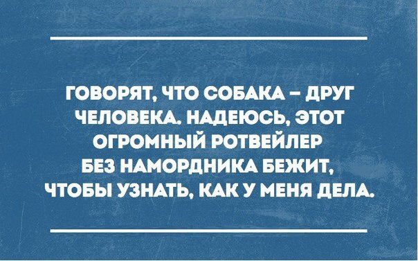 ГОВОРЯТ ЧТО СОБАКА дРУГ ЧЕЛОВЕКА НАДЕЮСЬ ЭТОТ ОГРОМНЫЙ РОТБЕЙЛЕР БЕЗ НАМОРДНИКА БЕЖИТ ЧТОБЫ УЗНАТЬ КАК У МЕНЯ дЕЛА