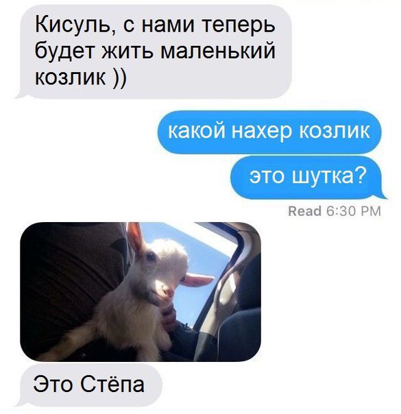 Кисупь с нами теперь будет жить маленький козпик кеды Это Стёпа