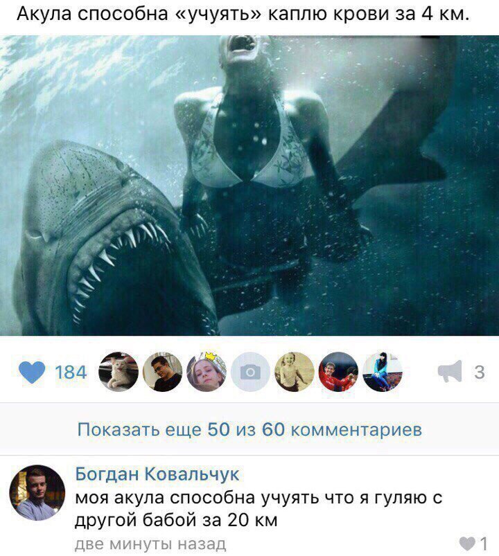 Акула способна учуять каплю крови за 4 км Ы Н в Показать еще 50 из 60 комментариев Богдан Ковальчук моя акула способна учуять что я гуляю с другой бабой за 20 км две уть назад 1