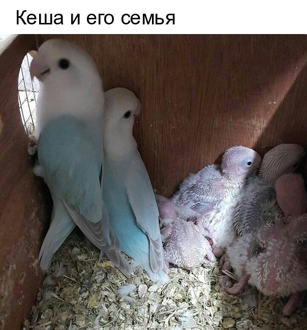 Кеша и его семья