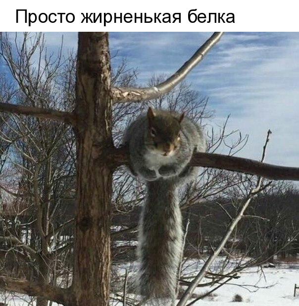Просто жирненькая белка