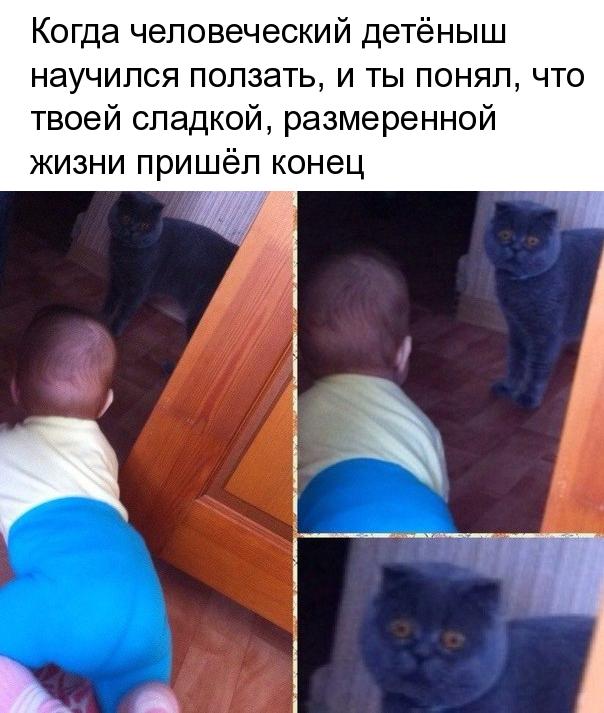 Когда человеческий детёныш научился ползать и ты понял что твоей сладкой размеренной жизни пришёл конец