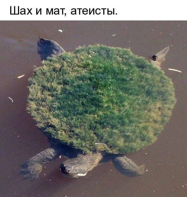 Шах И МЭТ атеисты
