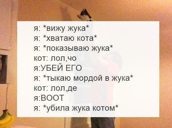 я вижу жука я хватаю кота я показываю жука кот попчо яУБЕЙ ЕГО я тыкаю мордой в жука кот попде яВООТ я убипа жука котом