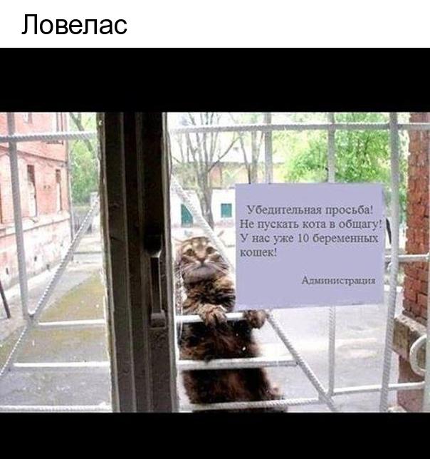 Повепас