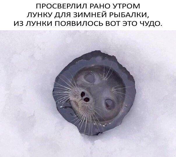 просверлил РАНО утром лунку для зимней РЫБАЛКИ из лунки появилось вот это чудо