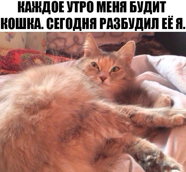 ШШШ ПЮ МЕНЯ БУДИТ __ КОШКА БЕШДНЯ ЁЁУДИЛ ЕЕ 8 А У ж _ Чин