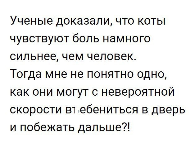 Ученые доказали что коты чувствуют боль намного сильнее чем человек Тогда мне не понятно одно как они могут с невероятной скорости вт ебениться в дверь и побежать дальше