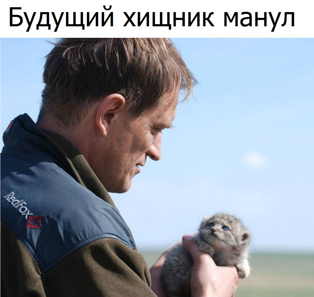 Будущий хищник манул