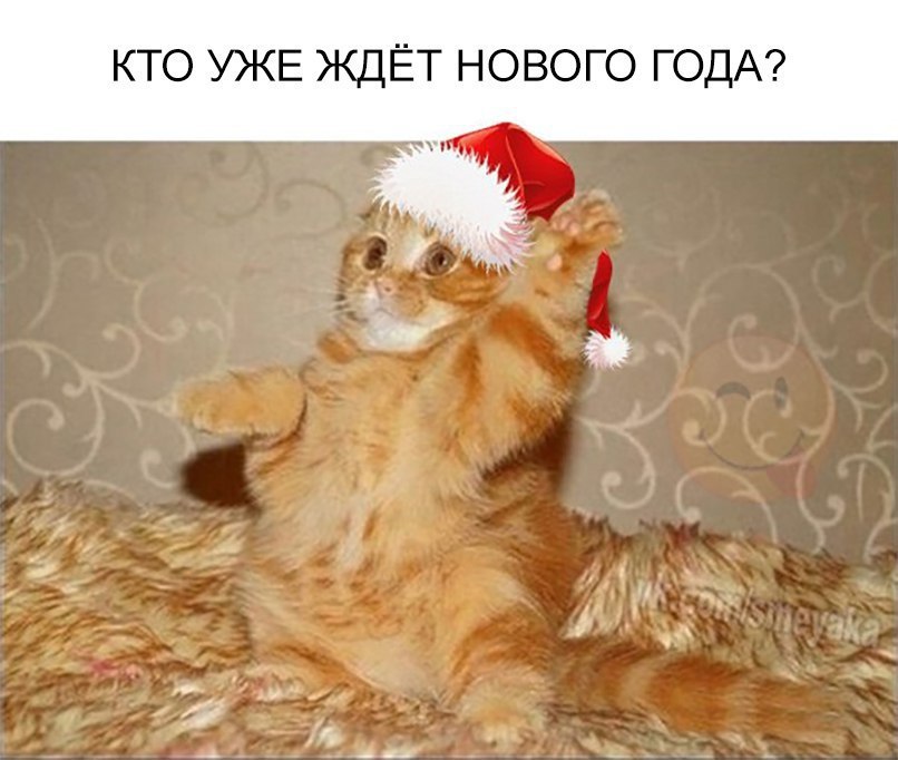 КТО УЖЕ ЖДЁТ НОВОГО ГОДА