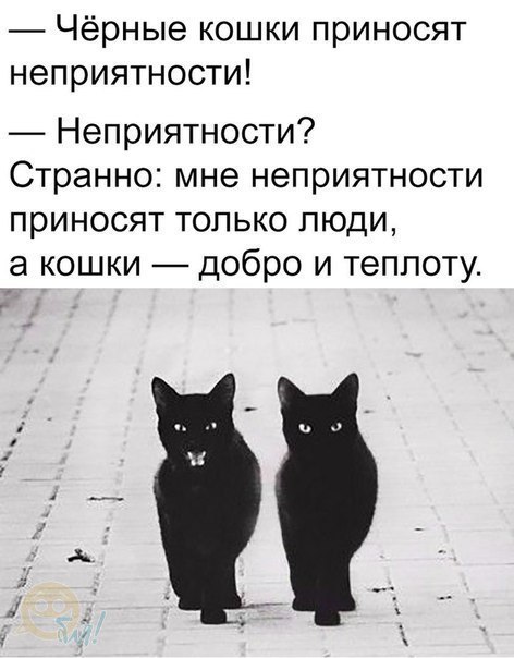 Чёрные кошки приносят неприятности Неприятности Странно мне неприятности приносят только люди а кошки добро и теплоту