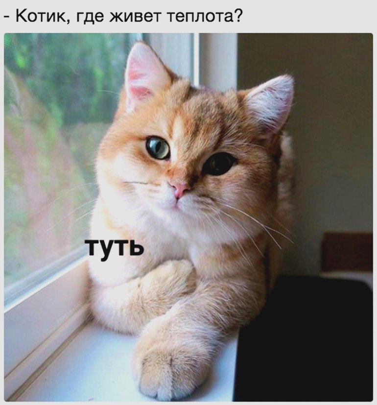 КОТИК где ЖИВЕТ теплота
