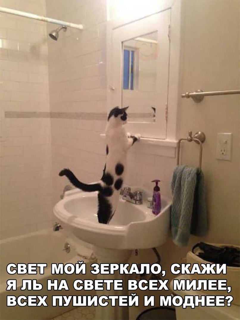 Я ЛЬ НА СВЕТЕ ВСЕХМИЛЕЕ ВСЕХ ПУШИСТЕЙ И МОЁЁЕЕ