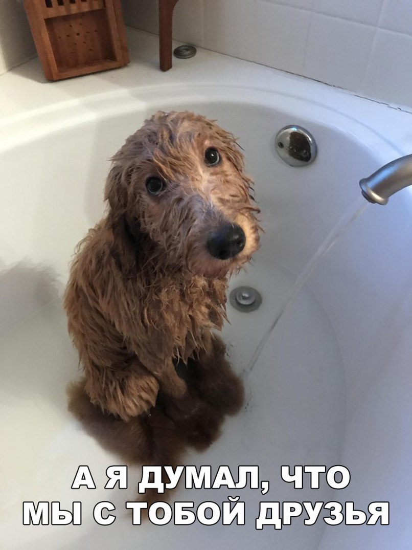ТФЁЙД дРЁУЁЗЫЁ