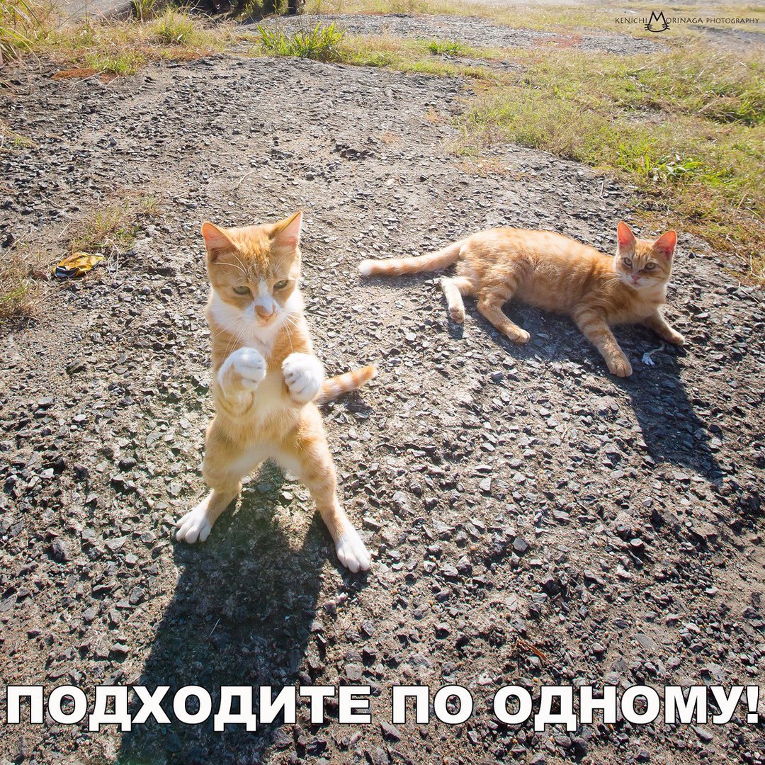дмг