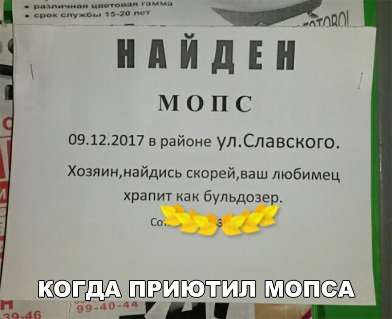 штат 517 Икша ндидЕН мопс 09122017 в районе улСлавского Хозяиннайдись скорейваш любимец храпит как бульдозе со ЁШ ШПШДЪ Ема ЗФШ ц