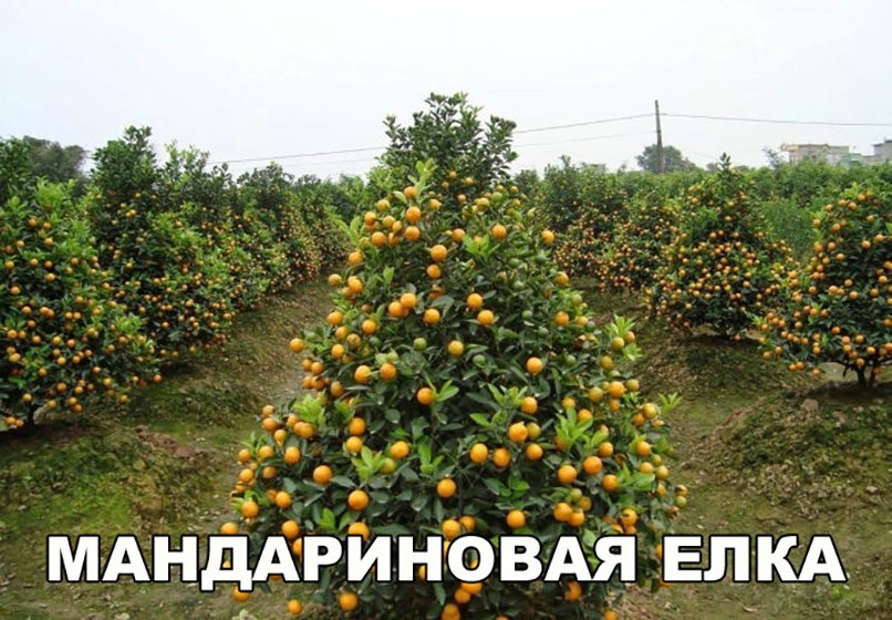 мднддРШ ювдя Елкд