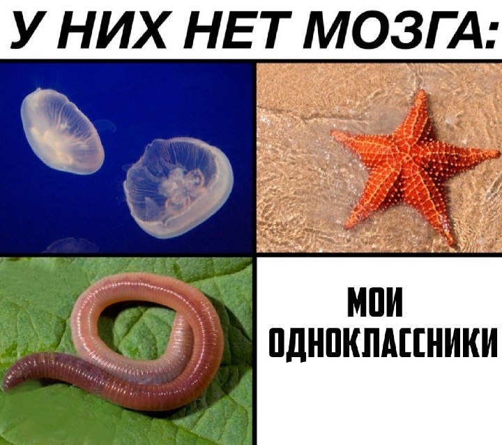 у них НЕТ МОЗГА _ 55 _ Ж 11 _ мпи пднпкпшники