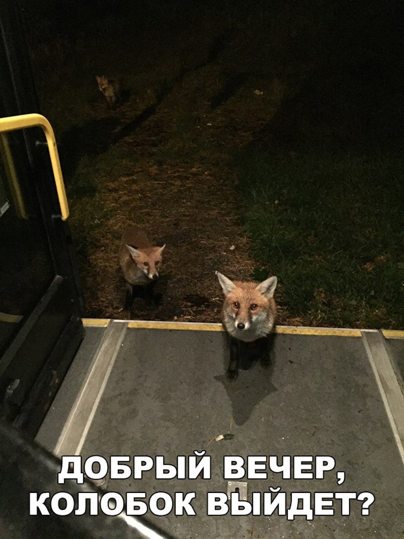 дОБРЫИ ВЕЧЕР КОПФБОК ЁЙ ЕТ д