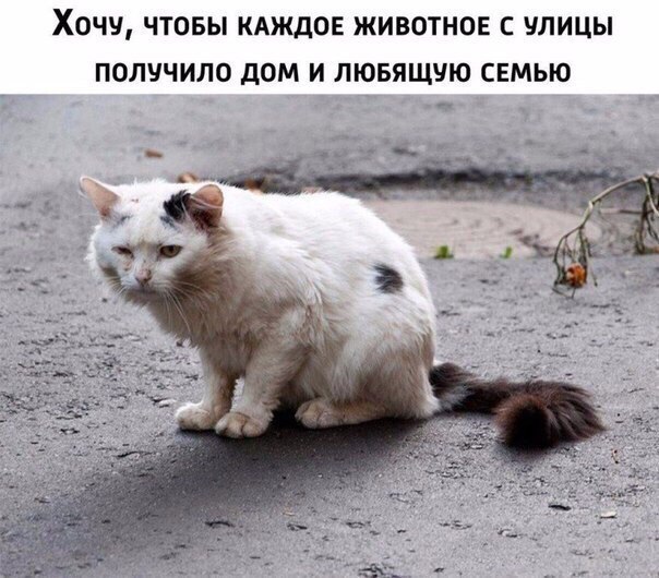 ХОЧУ ЧТОБЫ КАЖДОЕ ЖИВОТНОЕ С УЛИЦЫ ПОЛУЧИЛО ДОМ И ЛЮБЯЩУЮ СЕМЬЮ