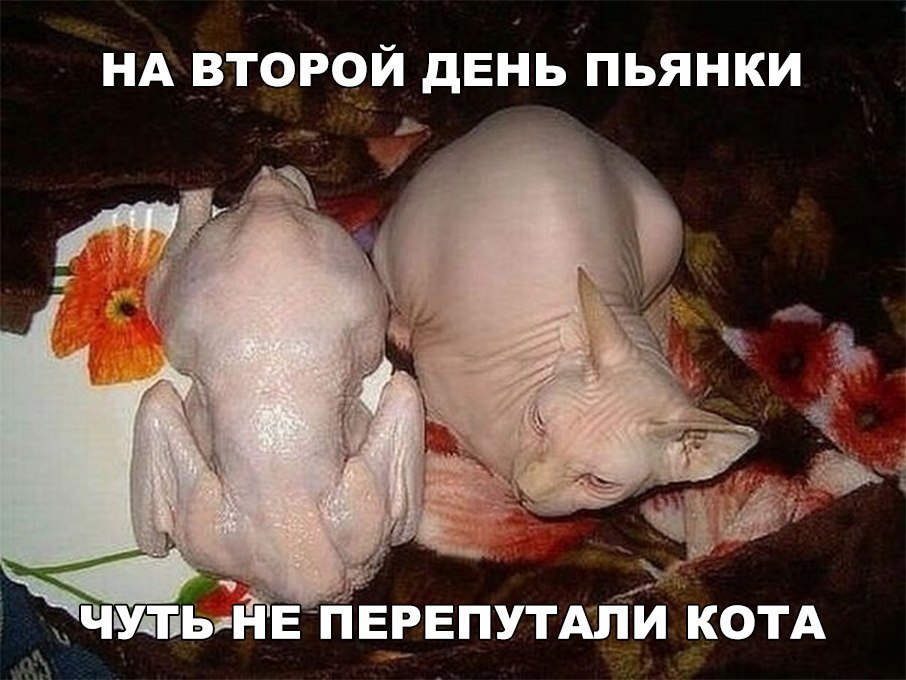 ж НА второй двньпьянки ЧУПЬНЕ НЕРЕПУТАНИ КОТА