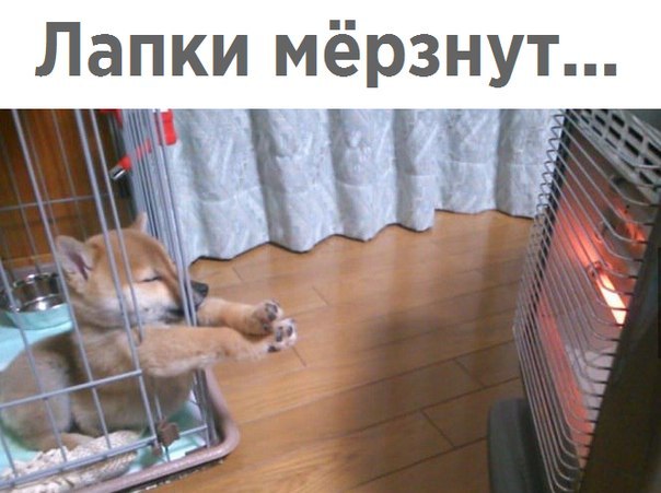 Лапки мёрзнут 1 с д