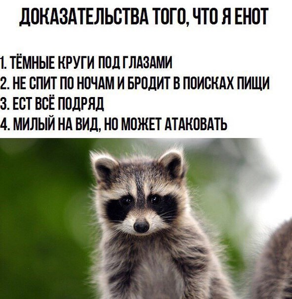 дОНАЗАТЕЛЬОТВА ТОГО ЧТО Я ЕНОТ 1 ТЁМНЫЕ НРУТИ ПОД ГЛАЗАМИ 2 НЕ ОПИТ ПО НОЧАМ И БРОДИТ В ПОИОНАХ ПИЩИ 3 ЕОТ ВВЁ ПОДРЯД 4 МИЛЫЙ НА ВИД НО МОЖЕТ АТАНОВАТЬ