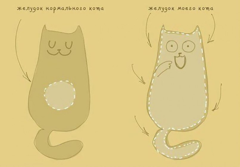 желудок когмлЬкоы копа желудок нови комн