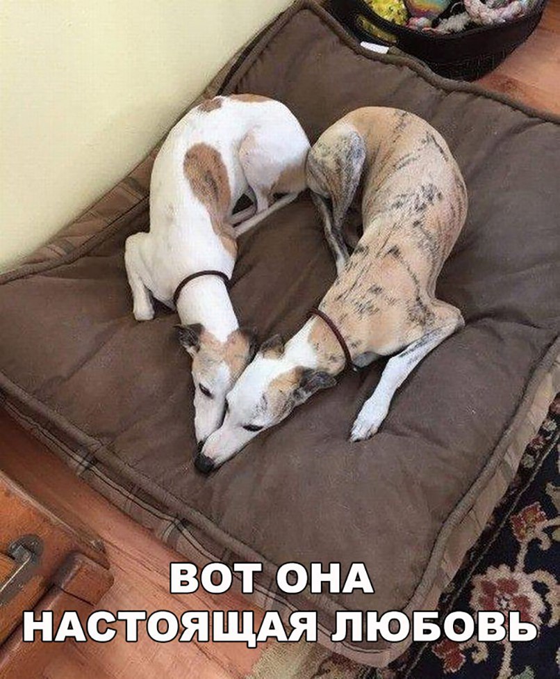 УВотЁОНА НАСЁФЯЩАЯЩЮБЧ