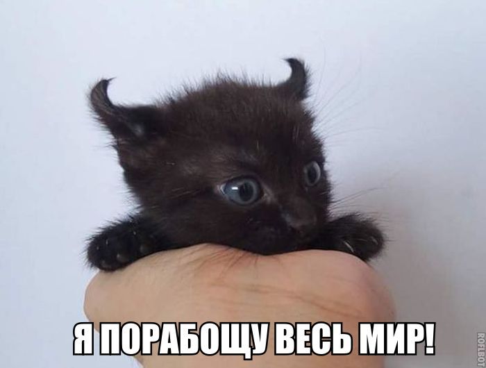 шип