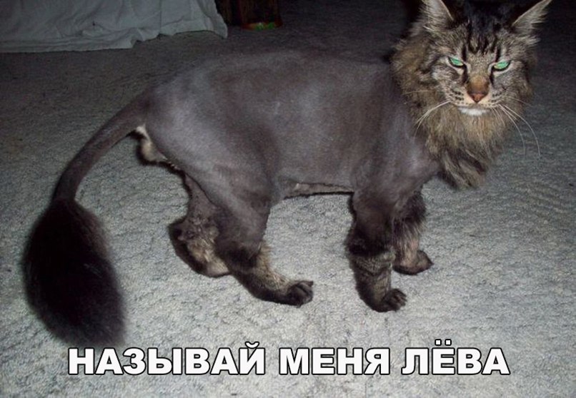 г ШЁМ