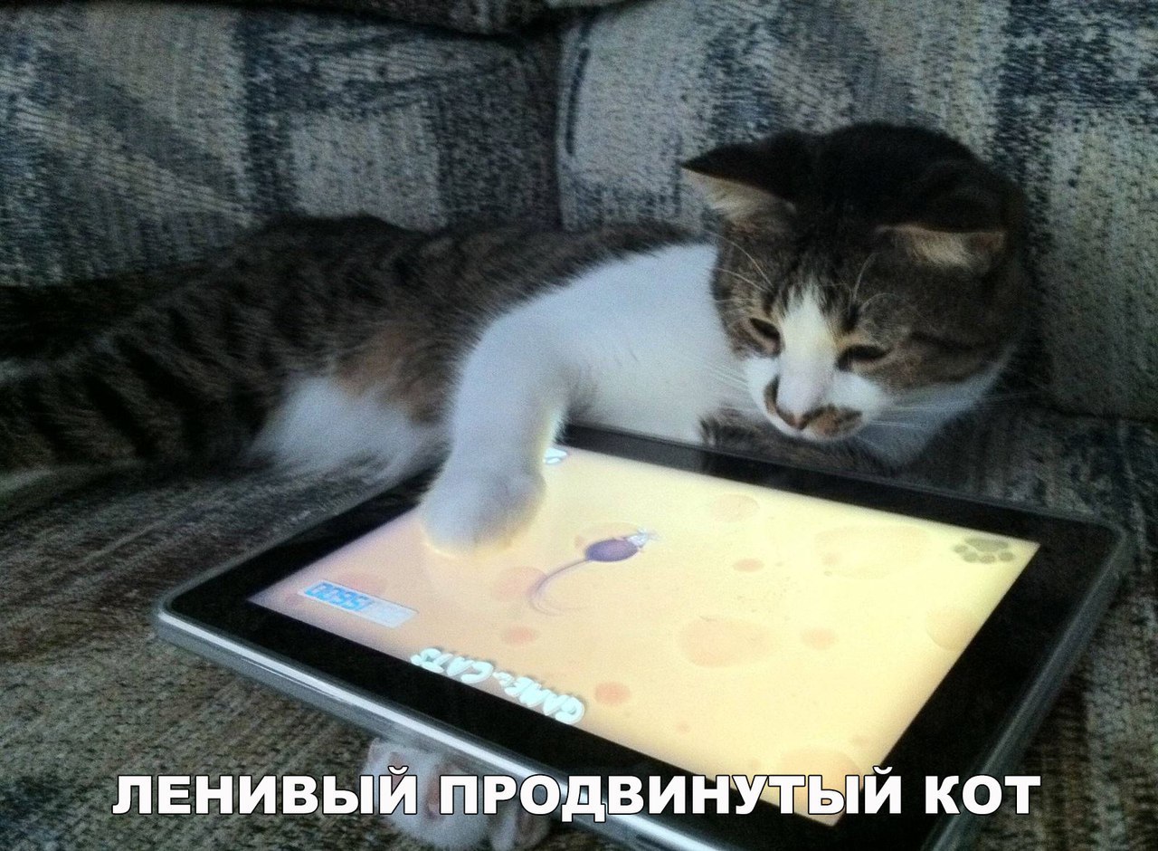 ЛЕНИВЬЙЁРОДщУЁГЫЙ КОТ
