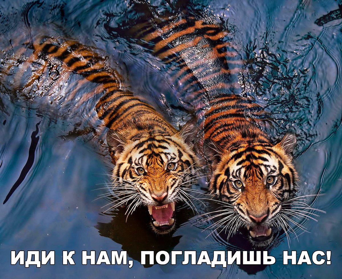 иди к НАМ погпАдишь ндс