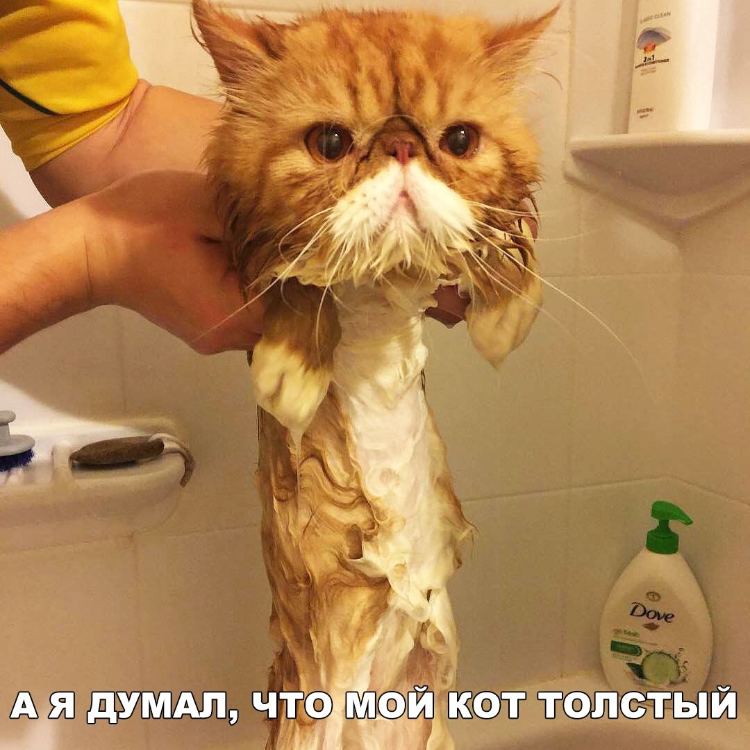 А я думы что Май кот танкетыи и 31