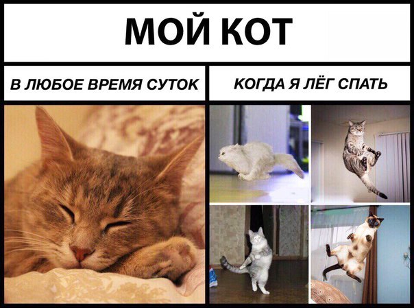 МОЙ КОТ В ЛЮБОЕ ВРЕМЯ СУТОК КОГДА Я ЛЁГ СПАТЬ