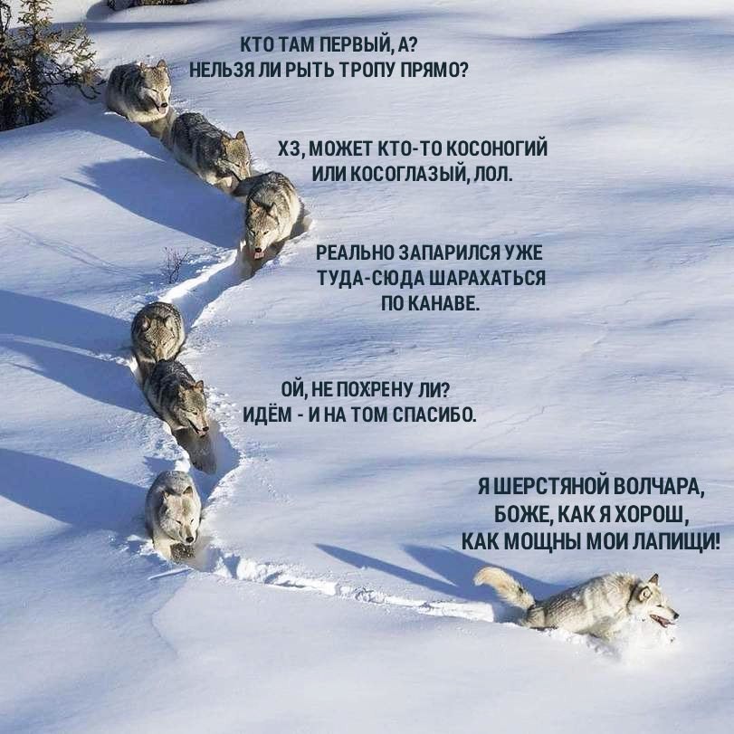 ЁЁ Паи дый А ЬЗЯ ПИ РЫТЬ ТРОПУ ПРЯМО ХЗ МОЖЕТ КТО ТО КОСОНОГИЙ ИЛИ КОСОГЛАЗЫИ ЛОЛ РЕАЛЬНО ЗАПАРИЛСЯ УЖЕ ТУДА СЮДА ШАРАКАТЬСЯ ПО КАНАВЕ ой НЕ похгнну пт идём и нд том спдсиво Я ШЕРСТЯНОЙ ВОЛЧАРА БОЖЕ КАК Я ХОРОШ КАК МОЩНЫ МОИ ЛАПИЩИ