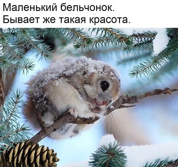 Маленький бепьчонок Бывает же такая красота к т _