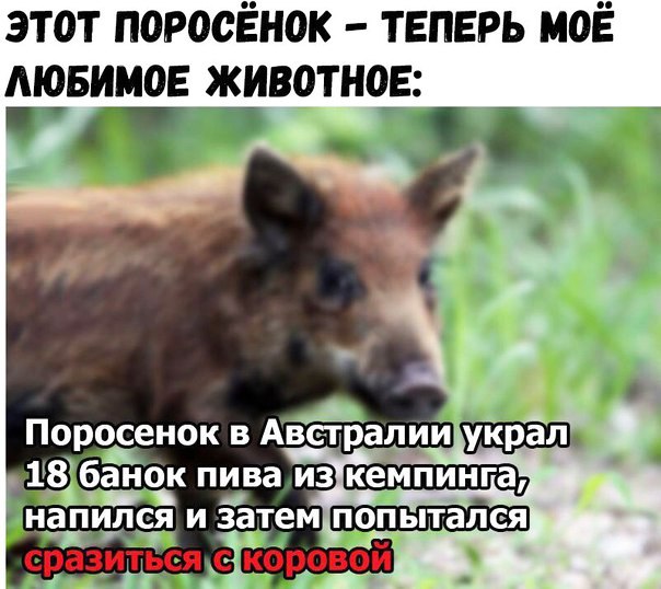 этот поросЁнок теперь моё мевимов животное напился и затем