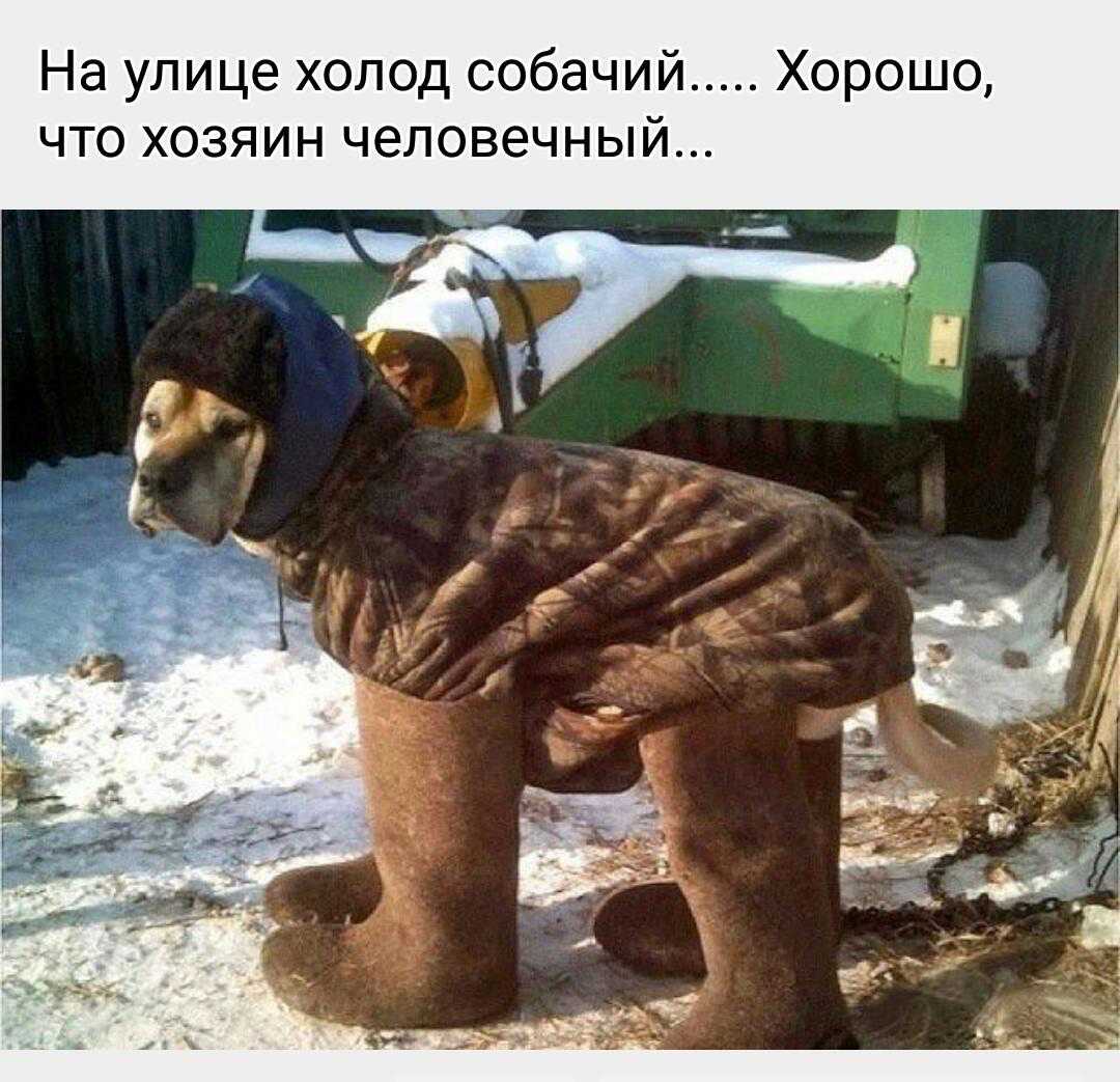 На улице холод собачий Хорошо что хозяин человечный