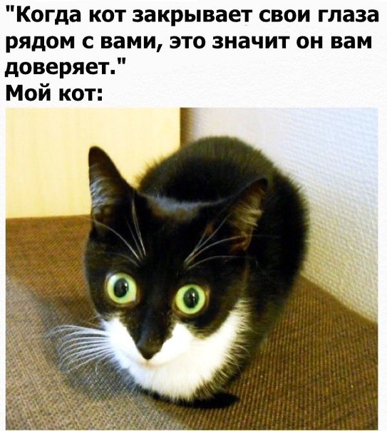 Когда кот закрывает свои глаза рядом с вами это значит он вам доверяет Мой кот